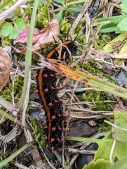Argynnis hyperbius hyperbius