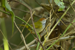 Orthotomus atrogularis