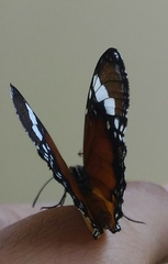 Danaus chrysippus bataviana