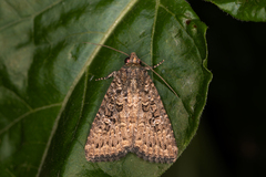 Hypoperigea tonsa