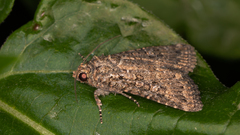 Hypoperigea tonsa