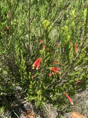 Erica discolor