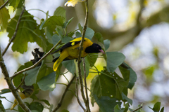 Oriolus xanthornus