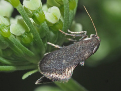 Phaulernis dentella