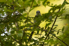 Pericrocotus divaricatus