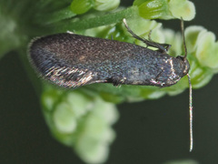 Phaulernis dentella