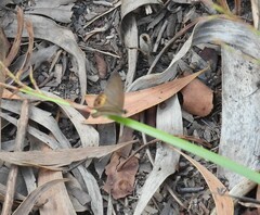 Hypocysta pseudirius