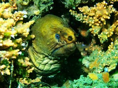 Gymnothorax prasinus