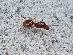Aphaenogaster longiceps