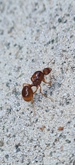 Aphaenogaster longiceps