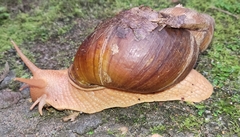 Megalobulimus