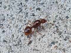 Aphaenogaster longiceps