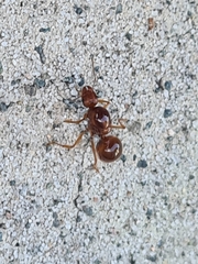 Aphaenogaster longiceps