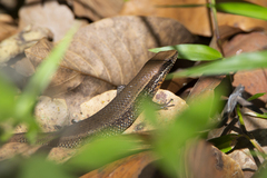 Eutropis macularia