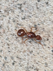 Aphaenogaster longiceps