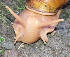 Megalobulimus