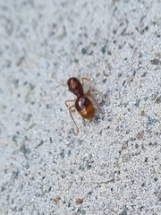 Aphaenogaster longiceps