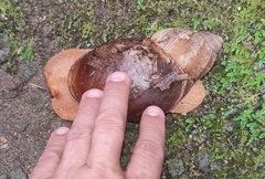 Megalobulimus