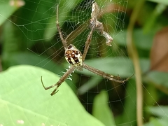 Argiope dang