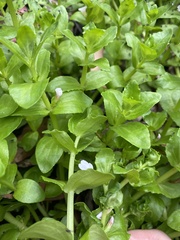 Gratiola peruviana