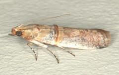 Hypargyria metalliferella
