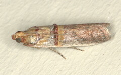 Hypargyria metalliferella
