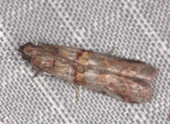 Hypargyria metalliferella