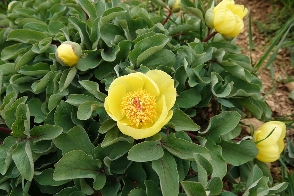 Paeonia wendelboi