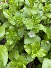 Gratiola peruviana
