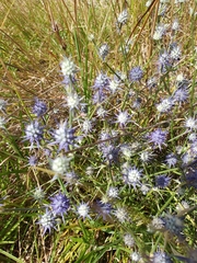 Eryngium ovinum