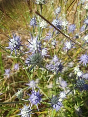 Eryngium ovinum