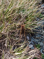 Talitropsis
