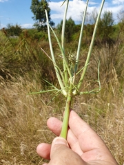 Eryngium ovinum