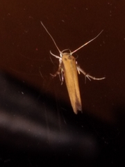 Stathmopoda skelloni