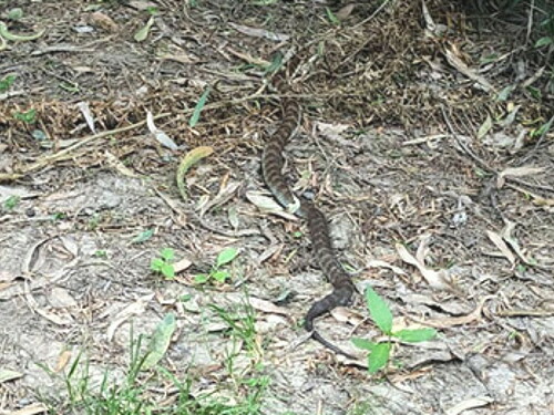 Tiger Snake sighting