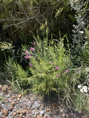Indigofera filifolia