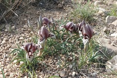 Iris acutiloba lineolata