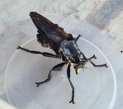 Blepharotes splendidissimus