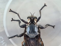 Blepharotes splendidissimus