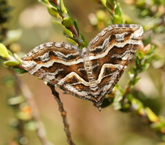 Melitulias graphicata