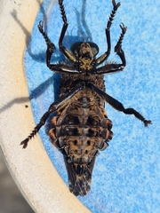 Blepharotes splendidissimus