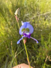 Disa graminifolia