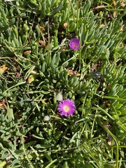 Carpobrotus rossii