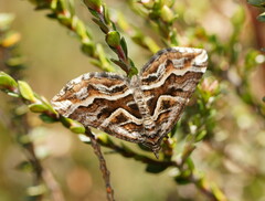 Melitulias graphicata