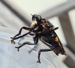 Blepharotes splendidissimus