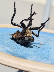 Blepharotes splendidissimus