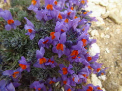 Linaria alpina
