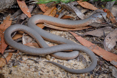 Pygopus lepidopodus