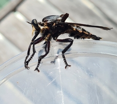 Blepharotes splendidissimus