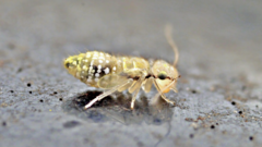 Psocidae